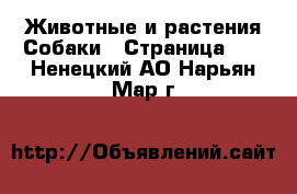 Животные и растения Собаки - Страница 11 . Ненецкий АО,Нарьян-Мар г.